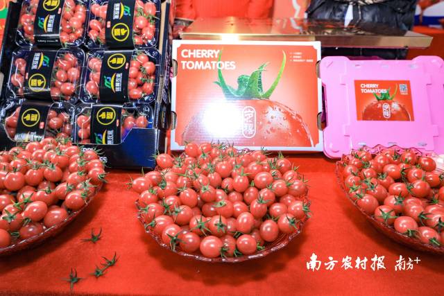 活動(dòng)現(xiàn)場(chǎng)，遂溪千禧果深受與會(huì)嘉賓的喜愛(ài)  南方農(nóng)村報(bào) 吳秒衡 拍攝