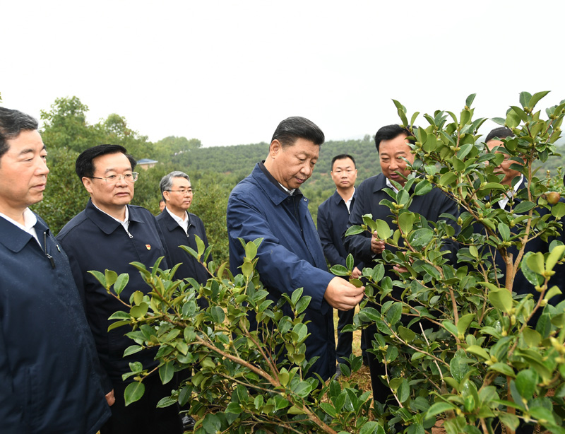 　　9月16日至18日，中共中央總書(shū)記、國(guó)家主席、中央軍委主席習(xí)近平在河南考察。這是17日上午，習(xí)近平來(lái)到信陽(yáng)市光山縣槐店鄉(xiāng)司馬光油茶園，實(shí)地察看油茶樹(shù)種植和掛果情況。新華社記者 謝環(huán)馳 攝