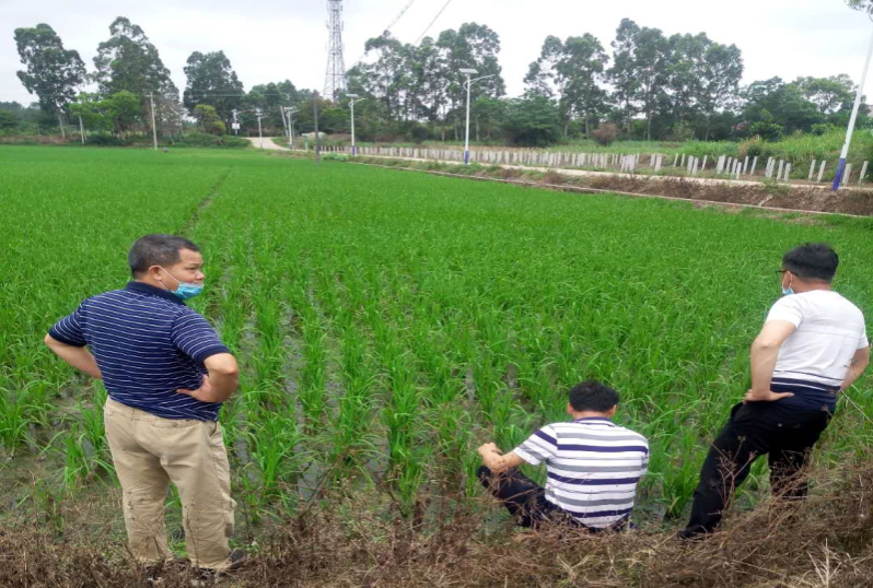 2.4月20日，種植業(yè)股會同周志強高級農(nóng)藝師到洋青鎮(zhèn)高產(chǎn)綠色創(chuàng)建項目基地檢查蟲情.jpg