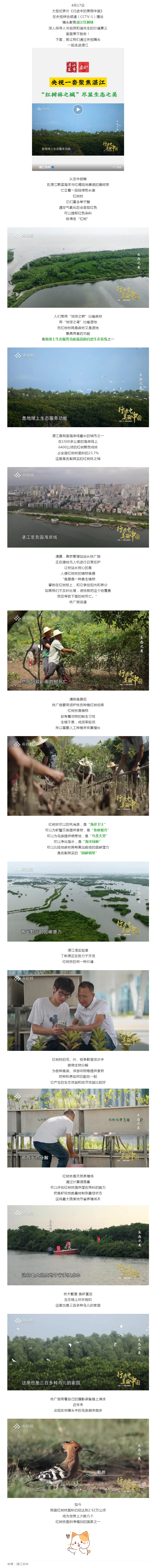 超8分鐘！CCTV-1重磅聚焦湛江“固碳明星”....._.png